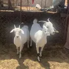 عنز وبنتها للبيع