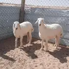 خرفان حريات