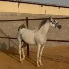 فرس للبيع