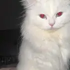 قطتين شيرازي للتبني