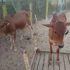 القنفذة القوز