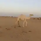 بكره جذعه للبيع