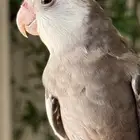 كروان - كوكتيل اليف