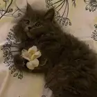 قطة