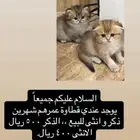 قط سكوتش فولد