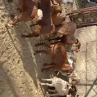 تيوس وعناق بلديه