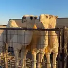 عشرا وضحى كفو