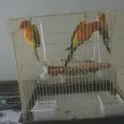 صن كنيور