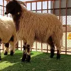 تقسيط ذبايح ت