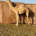 بكره بنت ولد جبار الاحيمر سبوق بروابطه واول انتاحه