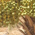 للبيع ثمر نخل تمر عدد 2500 نخله