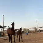 فرس شعبيه تحتها مهره