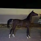 مهر واهو مستورد من قطر
