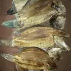 سمك ناشف قشيط حوت صرمباق ناشف