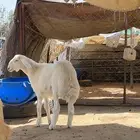 خروف للبيع