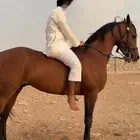 حصان شعبي