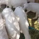 للبيع7 طليان كفو