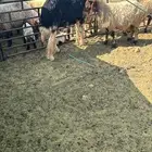 فحل نجدي صنف شرط النسف وتعريفه قوي