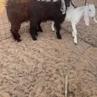 تيوس للبيع