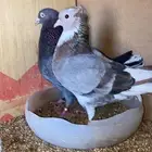 قطايف
