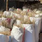 للبيع نجم صافي