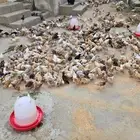 دجاج بلدي للبيع