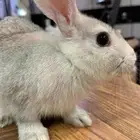 أرنب للبيع مع القفص 70 ريال طويق حي الموسى