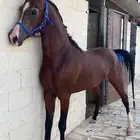 حصان واهو