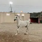 حصان