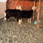 للبيع طليان نجد 3