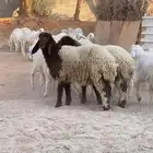 رخال نعيم