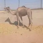 بكره ثنيه ضروبه مبيوع ولدها لها 4 الشهور