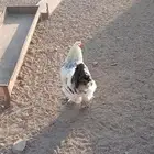 ديك واحد براهما