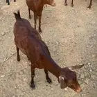 غنم العدد 13 تحته سته