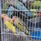 فراخه روز كبار
