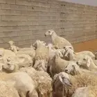 غنم حري حرش الزين ياهل الزين رقم واحد غنم كفو