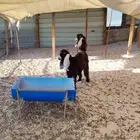 معزا عوراض للبيع