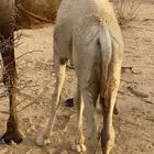 قعود على لباني للبيع