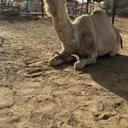 ناقه طيبه