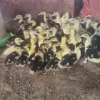 صوص بط بلدي