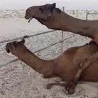 بعير مجهم رباع