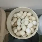 السلام عليكم أعرض لكم دجاج عربي بياض