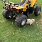 دباب للبيع
