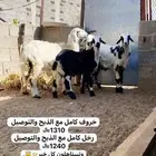 3 خرفان 1 رخل الابيض ساده