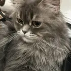 قطط