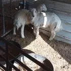 طليان طيبات