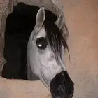 حصان شعبي طرب