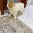 لتبني