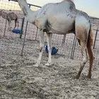 فحل شاهين برصيده سياره الجنادريه من 19 كيلو