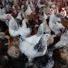 دجاج وصيصان